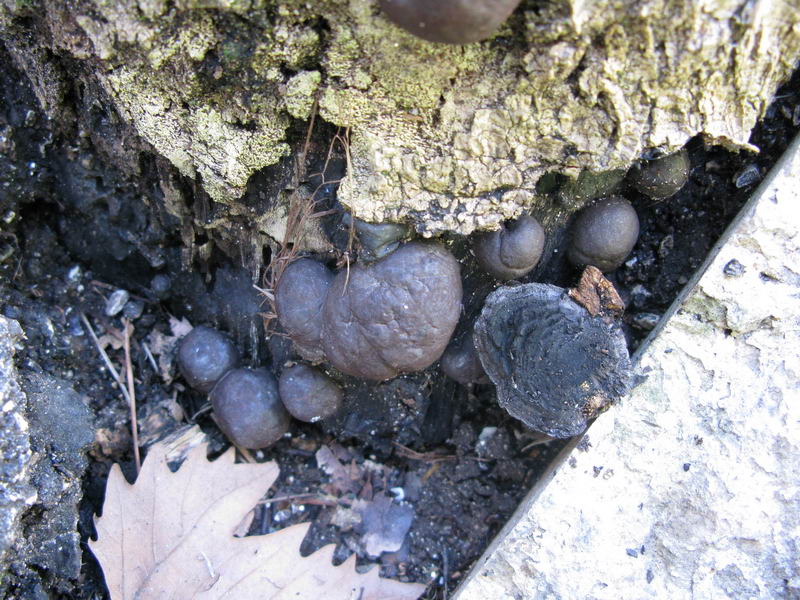 Daldinia concentrica in Umbria a Terni